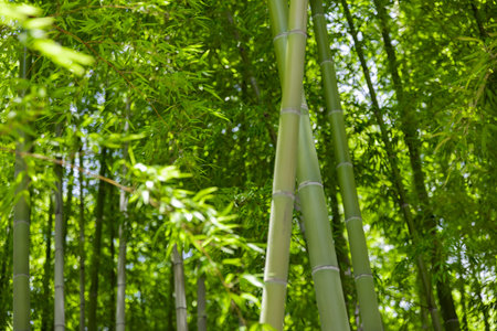 Green bamboo leaves in Japanese forest in spring sunny dayの写真素材
