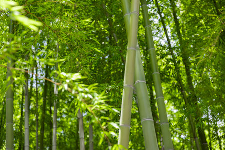 Green bamboo leaves in Japanese forest in spring sunny dayの写真素材