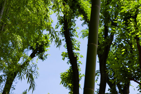 Green bamboo leaves in Japanese forest in spring sunny dayの写真素材