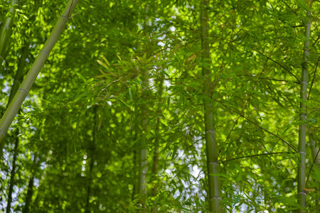 Green bamboo leaves in Japanese forest in spring sunny dayの写真素材