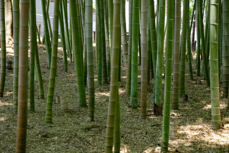 A green bamboo forest in spring sunny dayの写真素材