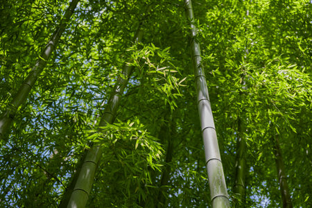 Green bamboo leaves in Japanese forest in spring sunny dayの写真素材