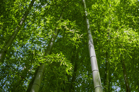 Green bamboo leaves in Japanese forest in spring sunny dayの写真素材