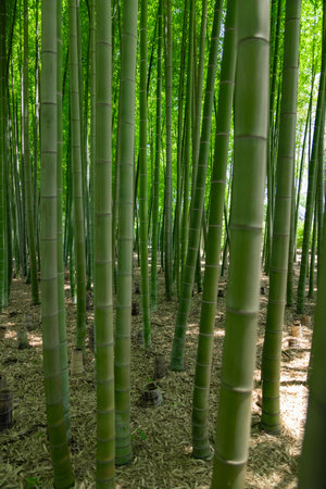 A green bamboo forest in spring sunny dayの写真素材