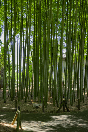 A green bamboo forest in spring sunny dayの写真素材