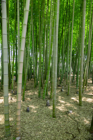 A green bamboo forest in spring sunny dayの写真素材