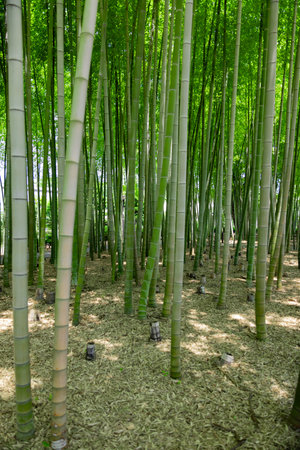 A green bamboo forest in spring sunny dayの写真素材