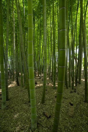 A green bamboo forest in spring sunny dayの写真素材