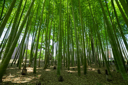 A green bamboo forest in spring sunny day wide shot low angleの写真素材