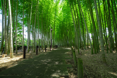 A green bamboo forest in spring sunny day wide shotの写真素材