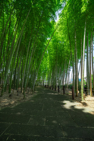 A green bamboo forest in spring sunny day wide shotの写真素材
