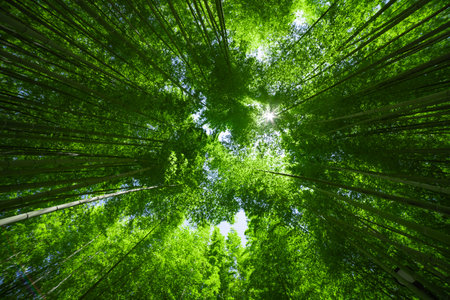 A green bamboo forest in spring sunny day wide and top shotの写真素材