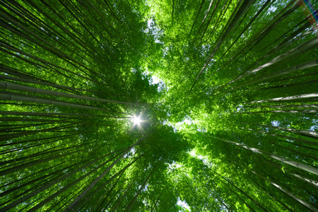 A green bamboo forest in spring sunny day wide and top shotの写真素材