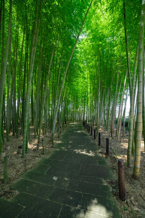 A green bamboo forest in spring sunny day wide shotの写真素材