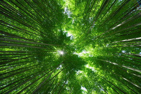 A green bamboo forest in spring sunny day wide and top shotの写真素材