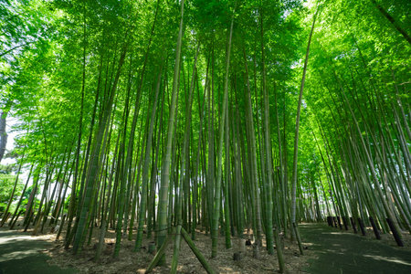 A green bamboo forest in spring sunny day wide shotの写真素材