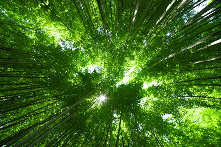 A green bamboo forest in spring sunny day wide and top shotの写真素材