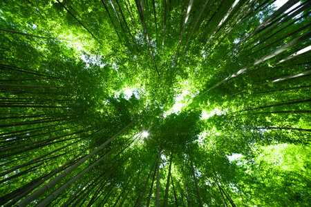 A green bamboo forest in spring sunny day wide and top shotの写真素材