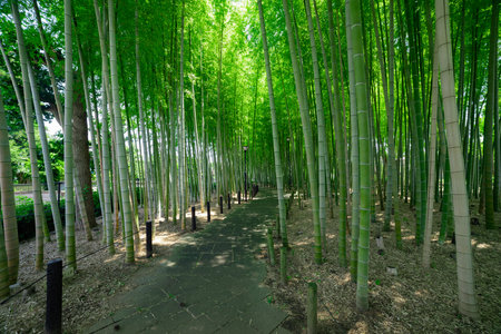 A green bamboo forest in spring sunny day wide shotの写真素材