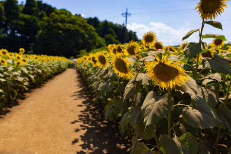 Sunflowers of the farm near the green trees sunny dayの写真素材