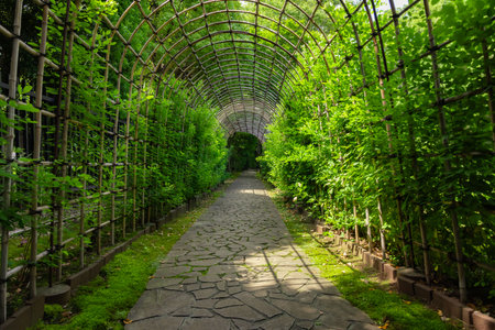 A green plant tunnel at the garden in summer wide shotの写真素材