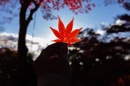 Red leaf with hand at Kasagiyama momiji park in Kyoto in autumn at dusk