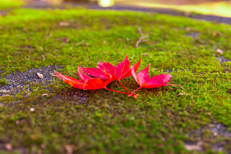 Red leaves on the ground at the park in Kyoto in autumn closeup