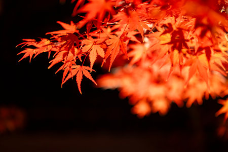 An illuminated red leaves at the traditional garden at night in autumn close up