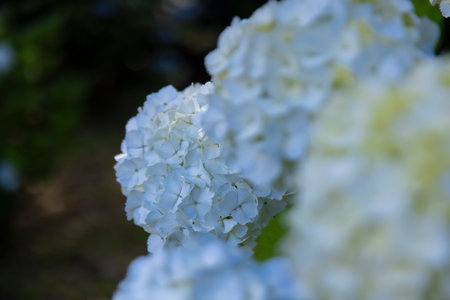 A hydrangea flower at the garden in the public park front blur