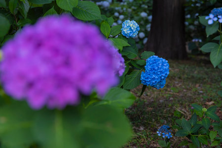 A hydrangea flower at the garden in the public park medium shot front blur