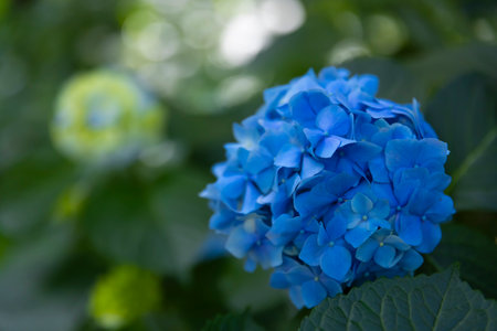 A hydrangea flower at the garden in the public park close upの写真素材