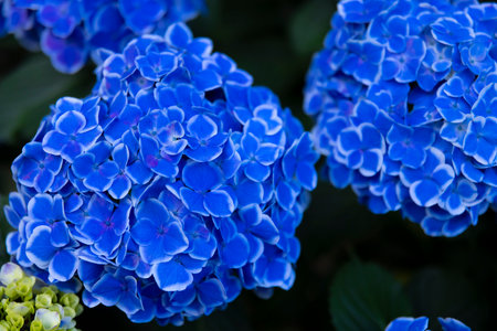A hydrangea flower at the garden in the public park close upの写真素材