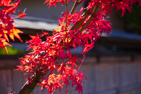 Red maple leaves near Katsuragawa in Kyoto in autumn close upの写真素材