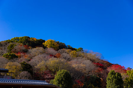 Red maple leaves on the mountain in Kyoto in autumn