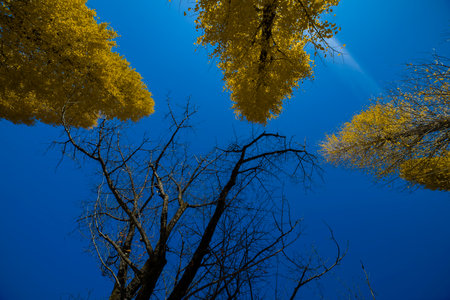 Yellow tall gingko trees at a park in autumn from a low angleの写真素材