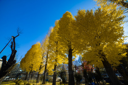 Yellow tall gingko trees at a park in autumn from a low angleの写真素材