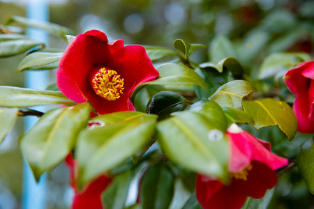 A blooming camellia flower at the park in spring close upの写真素材