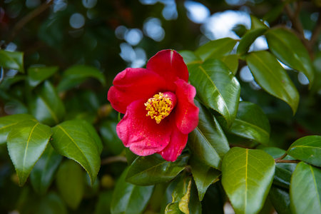 A blooming camellia flower at the park in spring close upの写真素材