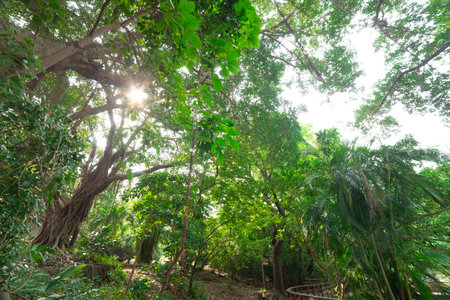 A Banyan tree at Beitou literally trail in Taipei wide shot low anlgeview