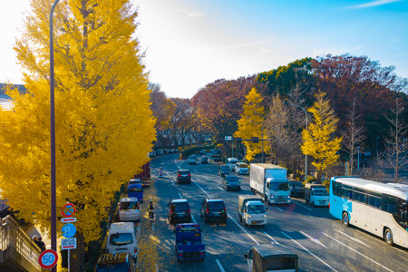 A photography of traffic jam at the yellow gingko street in autumn wide shotの写真素材