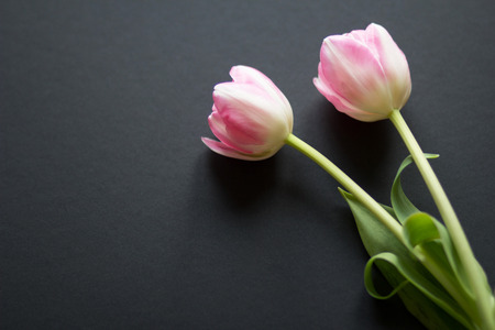 Tulips on a black wooden background , texturesの写真素材