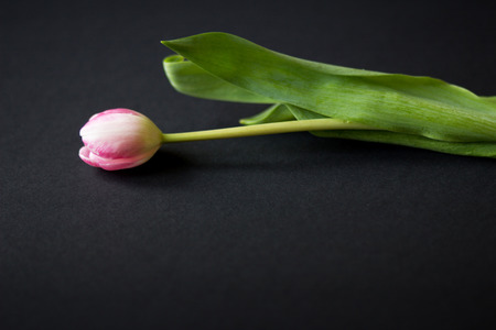Tulips on a black wooden background , textures