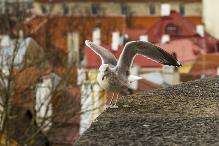 A bird on the background of the roofs of the old cityの写真素材