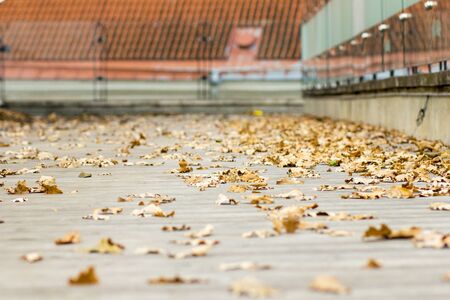 Autumn leaves of trees on an old roofの写真素材