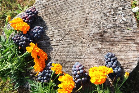 Against the background of a forest stump, flowers and fruits lieの写真素材