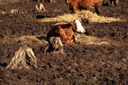 A herd of cows sunbathes and eats hay. The background is dirt.の写真素材