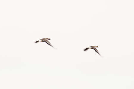 Wild geese are flying on a white background. Migration of wild geese.の写真素材