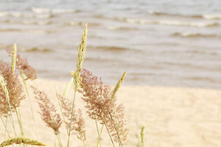 The landscape is beautiful grass on the sea beach. Gold beach grass on a pastel beach background - image.の写真素材