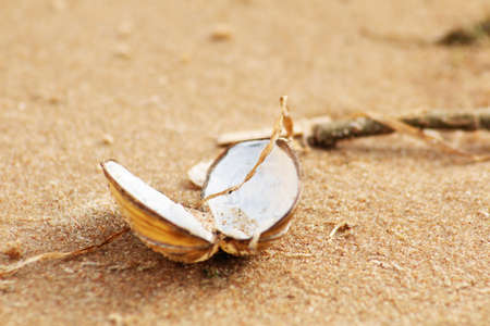 The seashell lies on the sandy shore of the beach. An open shell from a sea clam lies on a sandy...