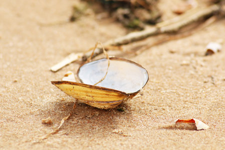 The seashell lies on the sandy shore of the beach. An open shell from a sea clam lies on a sandy shore.の写真素材